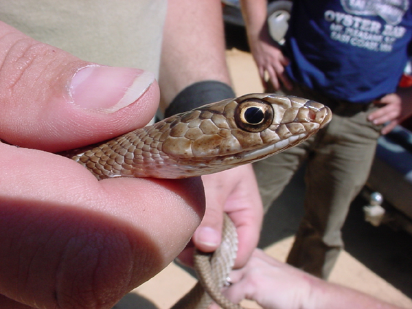 Coachwhip Closeup by Chad.jpg [216 Kb]